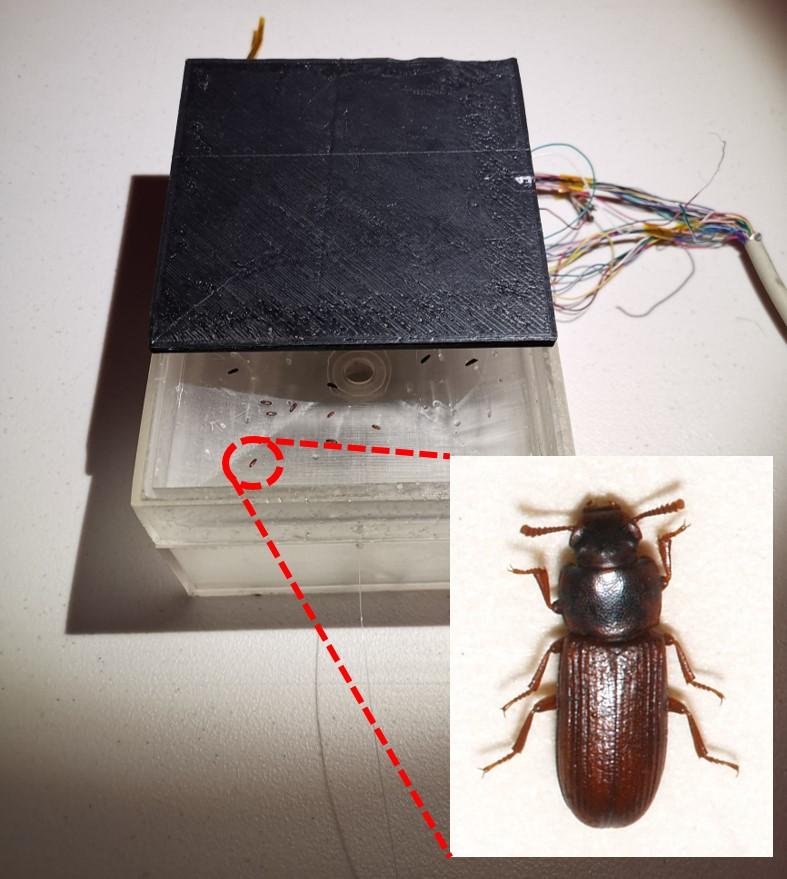 Beetle in the sensor